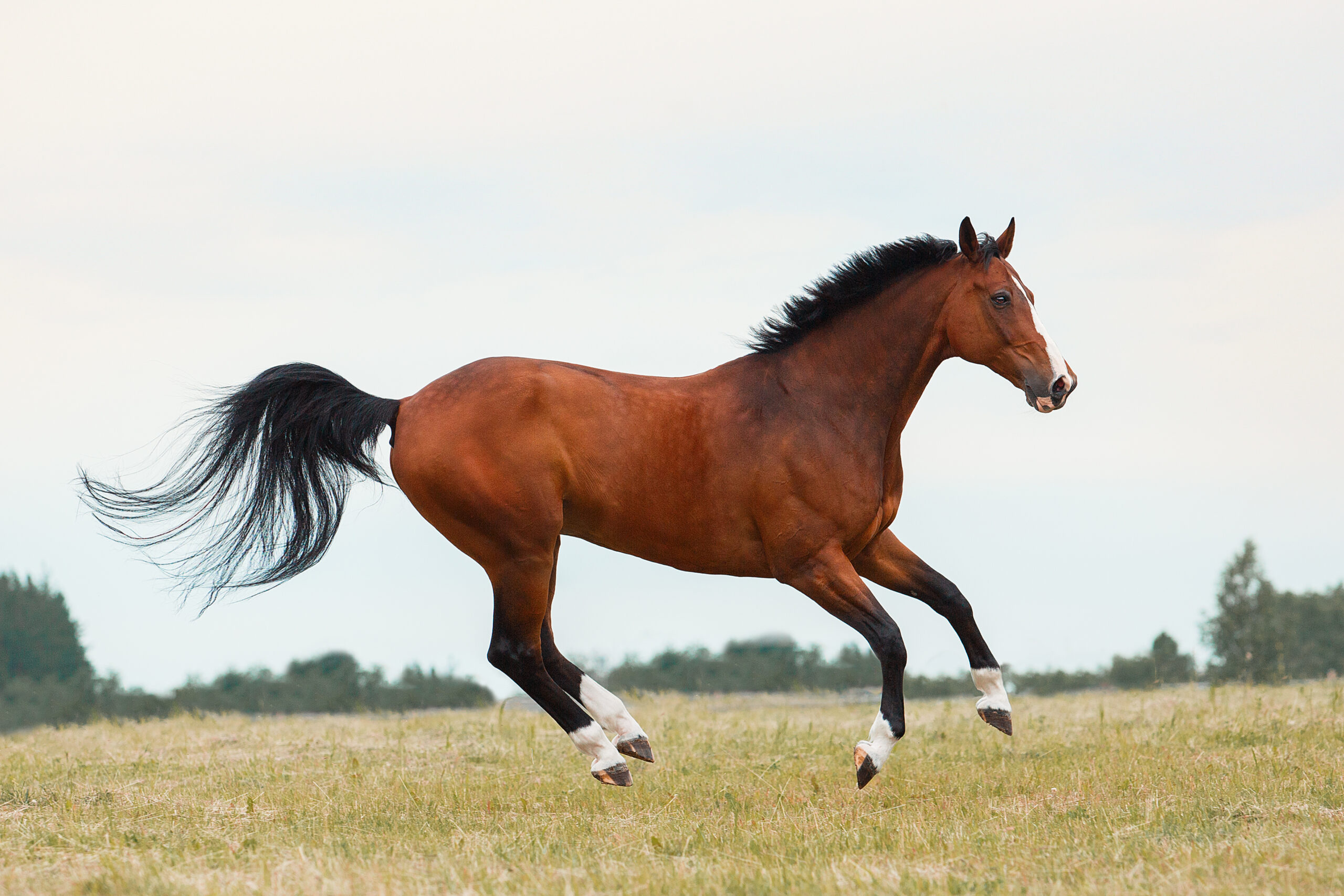 Лошадка 18. Лошадь 18. Картинки самых красивых лошадей в мире. Лошади сейчас.